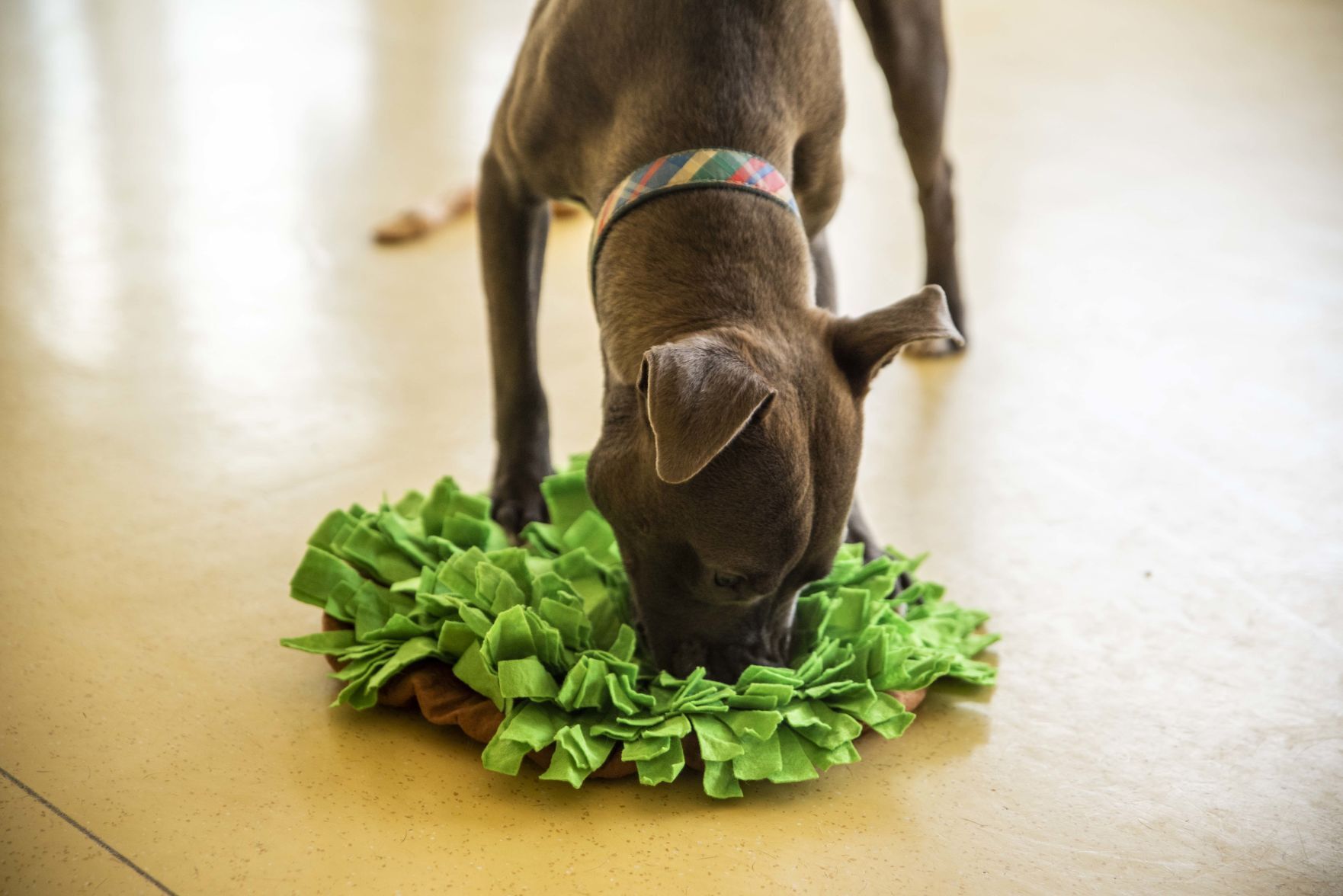 Lynchburg Humane Society